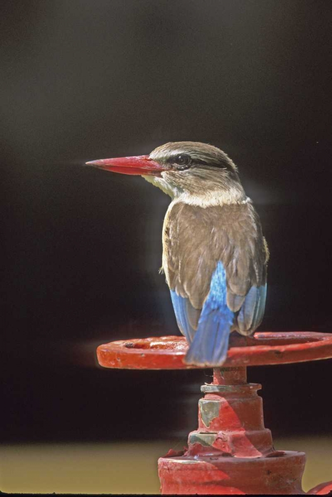 South Kruger NP Brown-hooded kingfisher on wheel